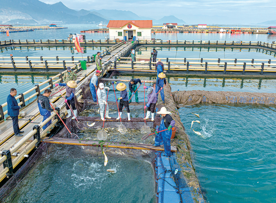 宁德三都澳海域新型塑胶渔排养殖区生产忙