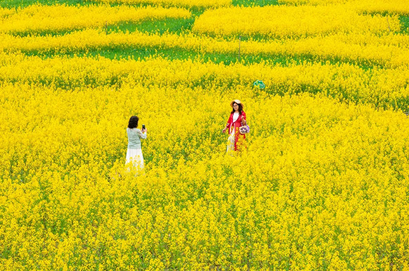 【与春天撞个满怀 打卡最美春景】成都温江进入赏花最佳时期_fororder_游客在油菜花海里拍照留念-摄影-向实