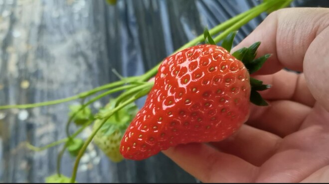 Vlog ni Sissi: Nakakita na ba kayo ng WHITE STRAWBERRY?_fororder_屏幕截图 2022-03-16 011816