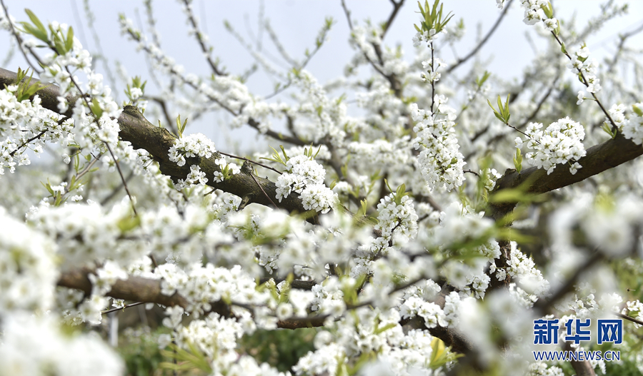 【城市远洋】重庆涪陵：千树万树“李”花开