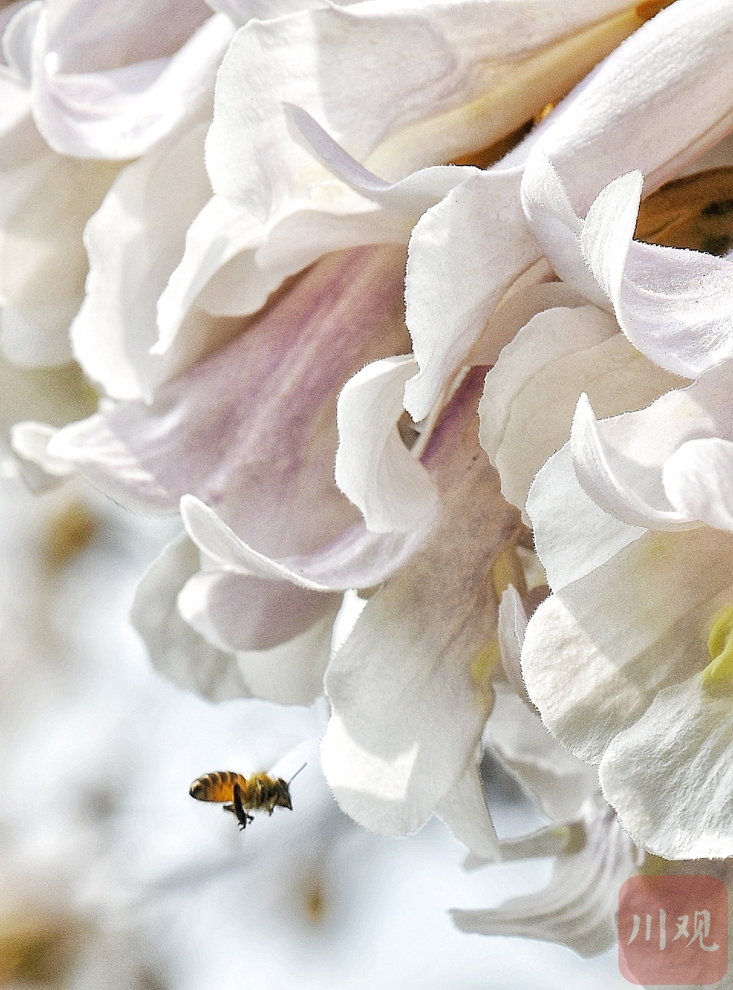 （中首）成都红星桥的泡桐花又开了！你来打卡了吗？