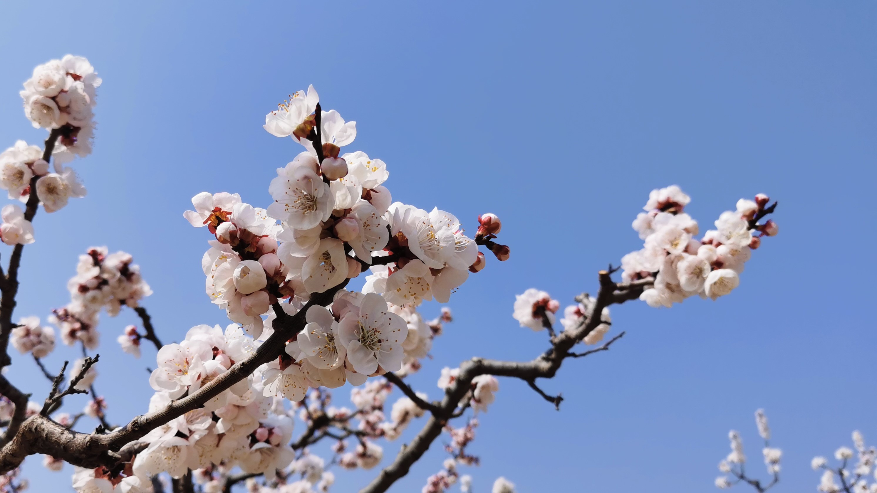 【與春天撞個滿懷 打卡最美春景】渭南富平：春花爛漫時 滿樹杏花滿樹春_fororder_008 - 復件