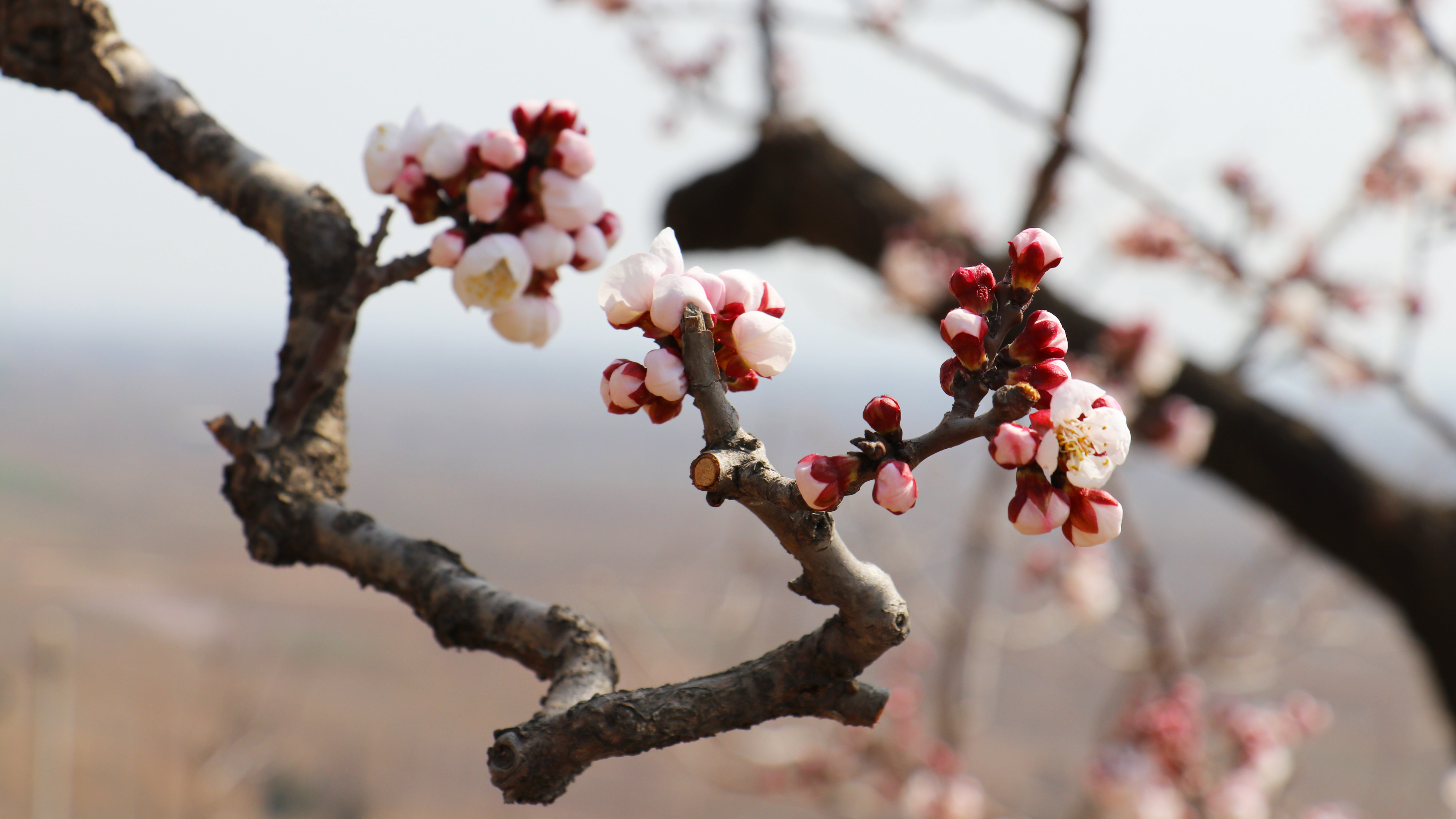 【與春天撞個滿懷 打卡最美春景】渭南富平：春花爛漫時 滿樹杏花滿樹春_fororder_005