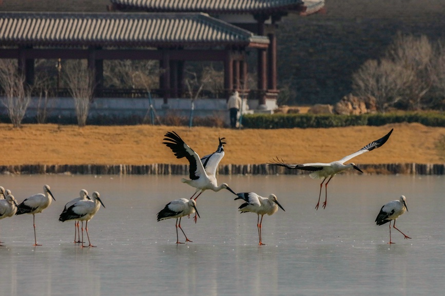 珍稀水鳥現身河南商丘古城