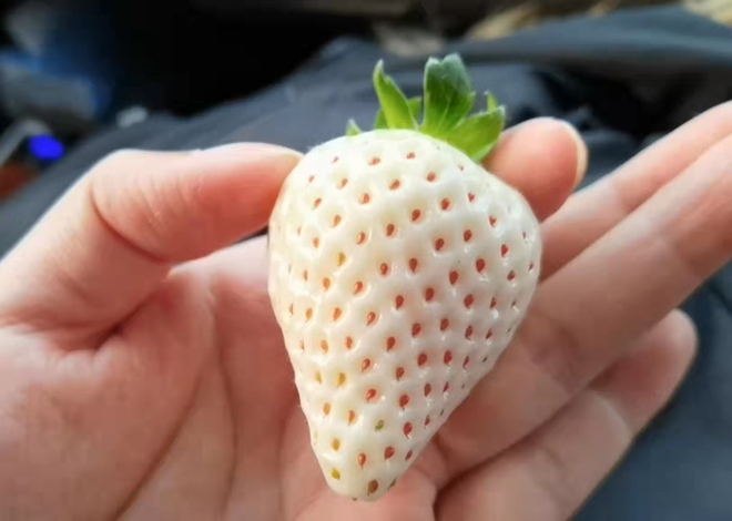 Vlog ni Sissi: Nakakita na ba kayo ng WHITE STRAWBERRY?_fororder_微信图片_20220316003542