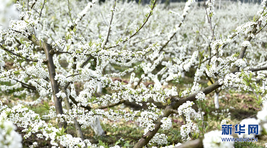 【城市远洋】重庆涪陵：千树万树“李”花开