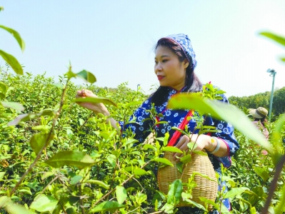 南京雨花茶開採 首批“明前茶”即將上市