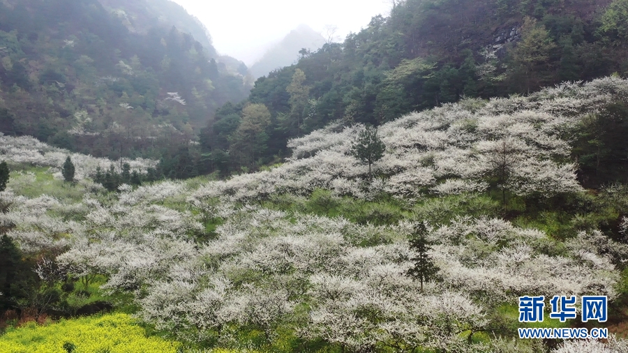 春天，与浪漫李花来一场约会