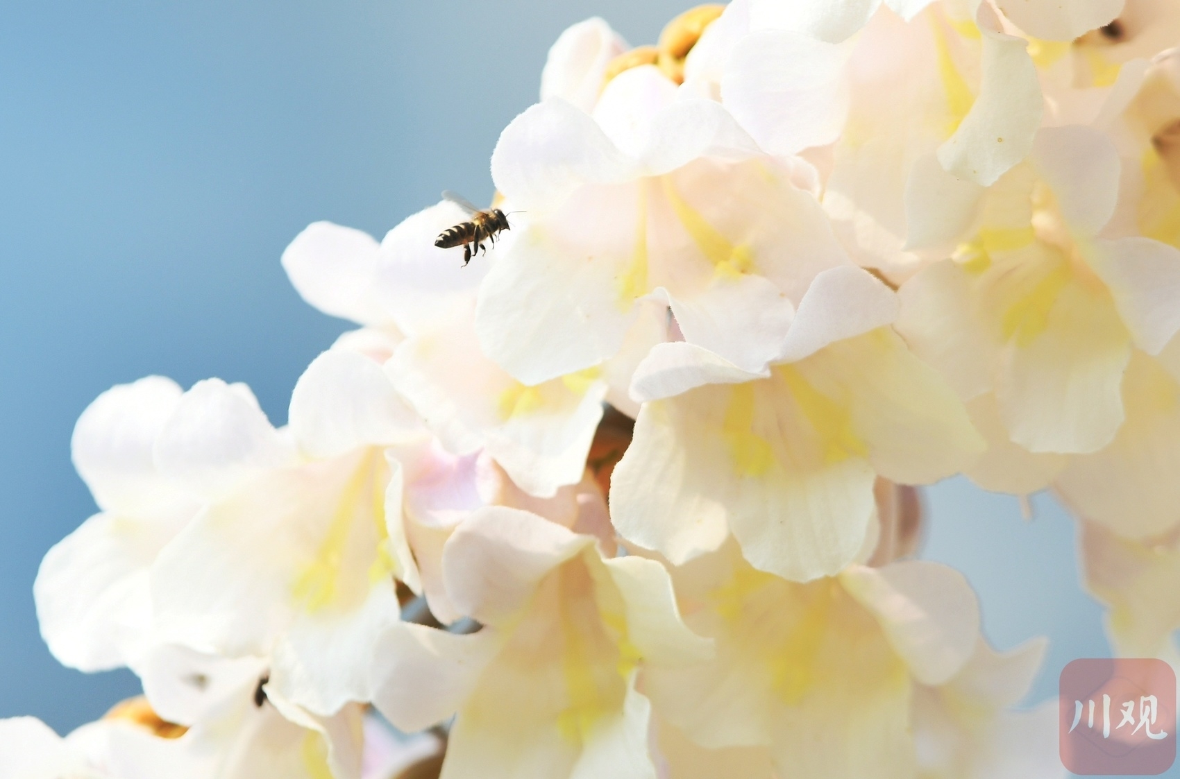 （中首）成都红星桥的泡桐花又开了！你来打卡了吗？