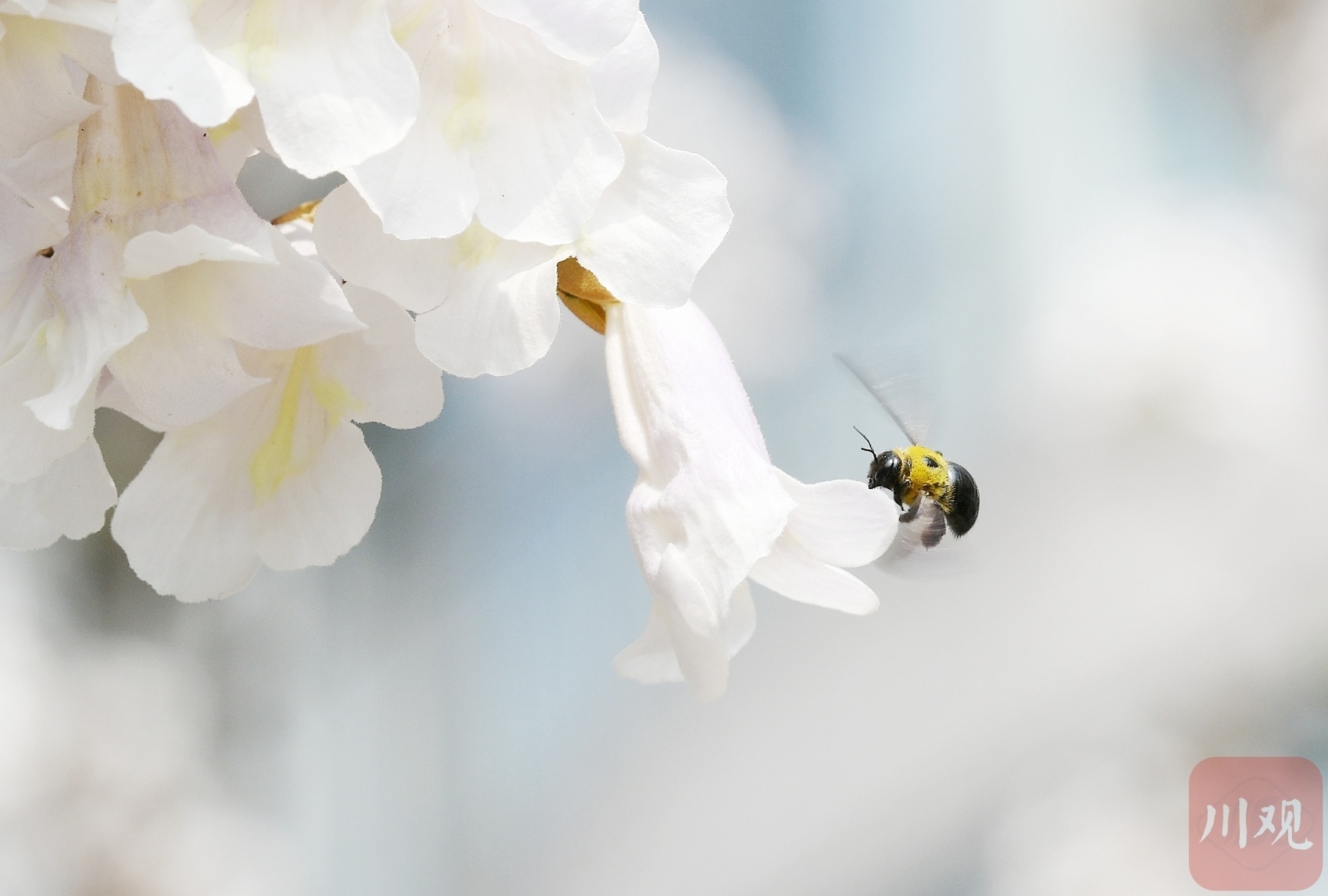 （中首）成都红星桥的泡桐花又开了！你来打卡了吗？
