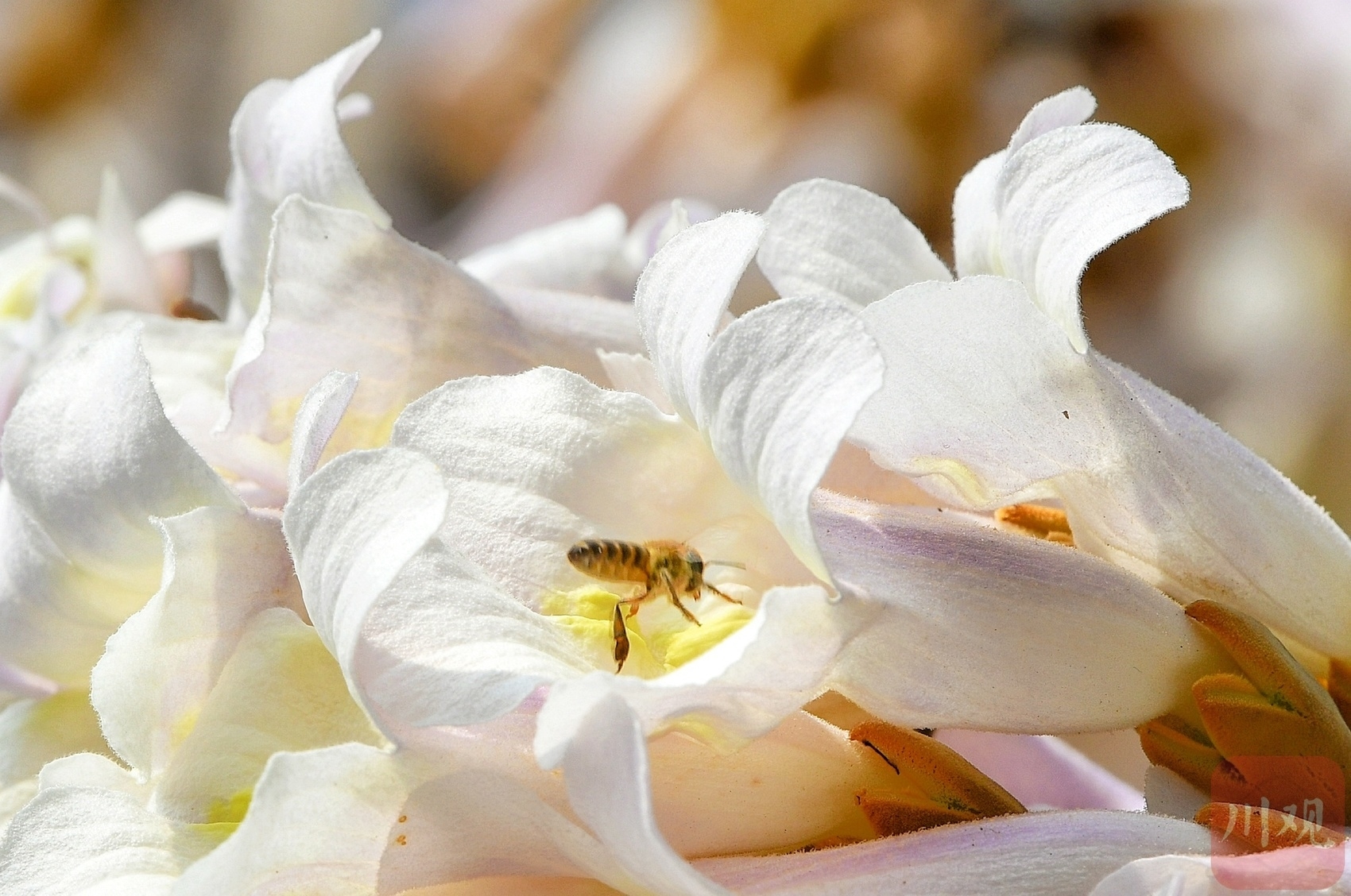 （中首）成都红星桥的泡桐花又开了！你来打卡了吗？