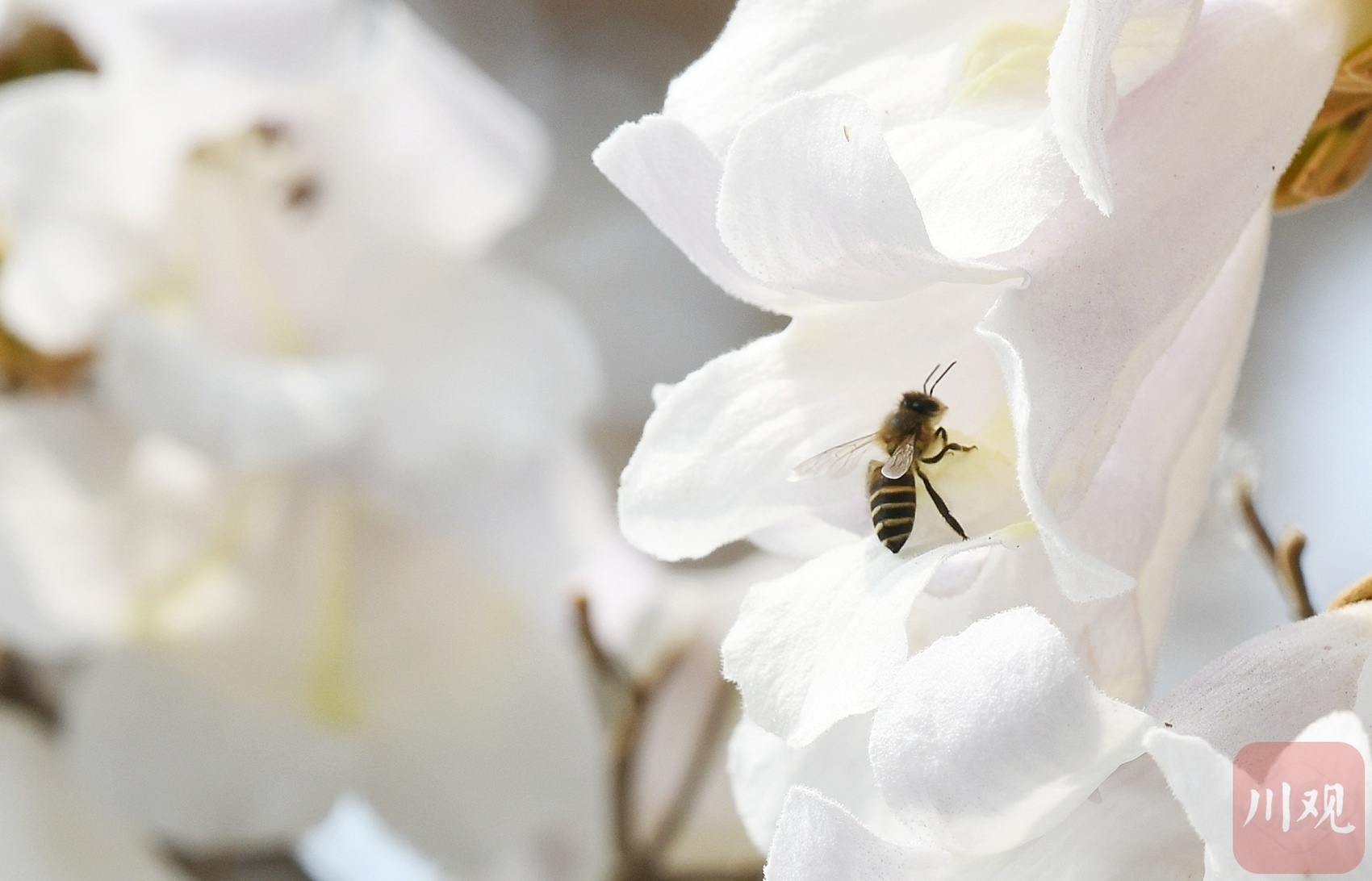 （中首）成都红星桥的泡桐花又开了！你来打卡了吗？