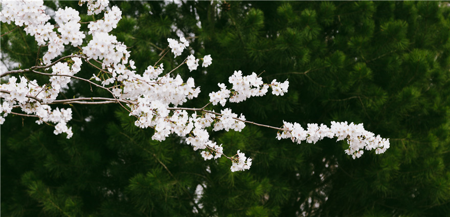 【与春天撞个满怀 打卡最美春景】红意枝头闹 春色满陆港_fororder_79d0a1561126fe1c20d3654e13fd96f