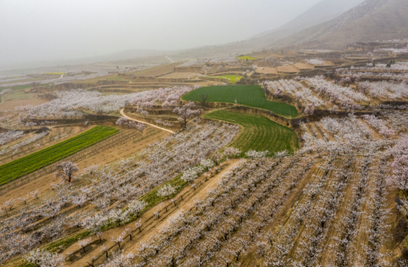 山西省运城市万荣县皇甫乡第六届"山生有杏,相约袁家"杏花节在袁家村