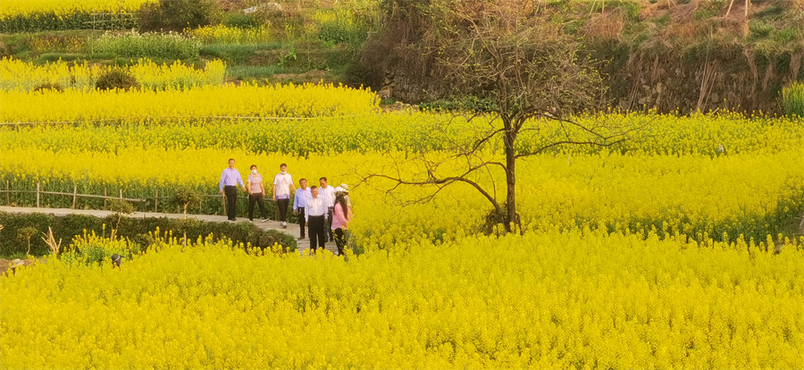 【與春天撞個滿懷 打卡最美春景】湖北麻城東垸村：_fororder_微信圖片_20220316140741