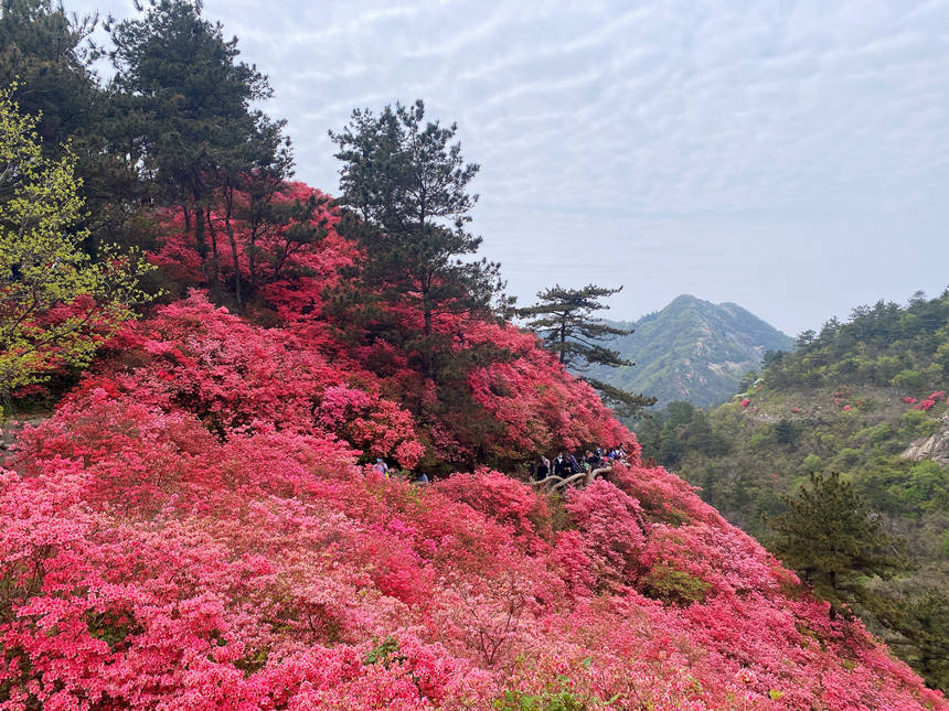 最美人间四月天漫山杜鹃花正红