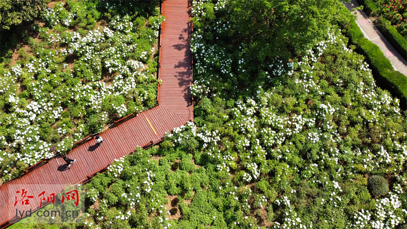 中國國花園：鳳丹牡丹成片開