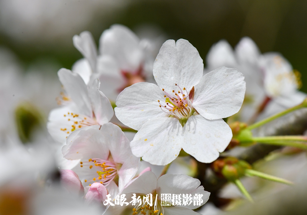 红枫湖畔樱花园 千朵万朵压枝低