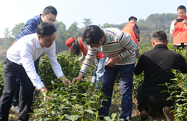 技术培训现场眼下正值春茶采摘时期,而在长山镇青龙村3组的茶园里,20