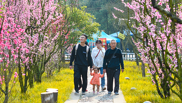 與春天撞個滿懷打卡最美春景自貢以花為媒暢遊尖山風景區桃花朵朵盛開