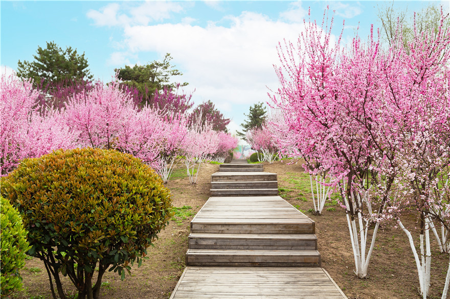 【与春天撞个满怀 打卡最美春景】红意枝头闹 春色满陆港_fororder_e916eb04005b6a2e3957a32bfb8de4d