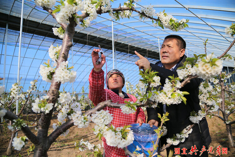 河北迁安：樱桃花开管护忙