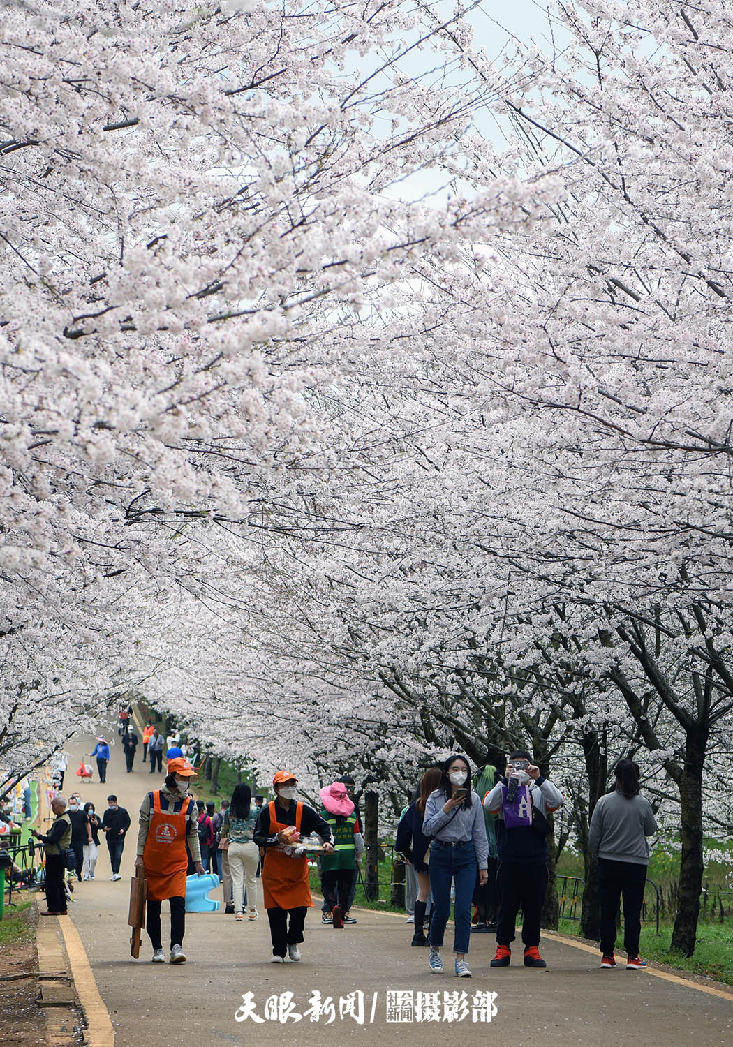 红枫湖畔樱花园 千朵万朵压枝低