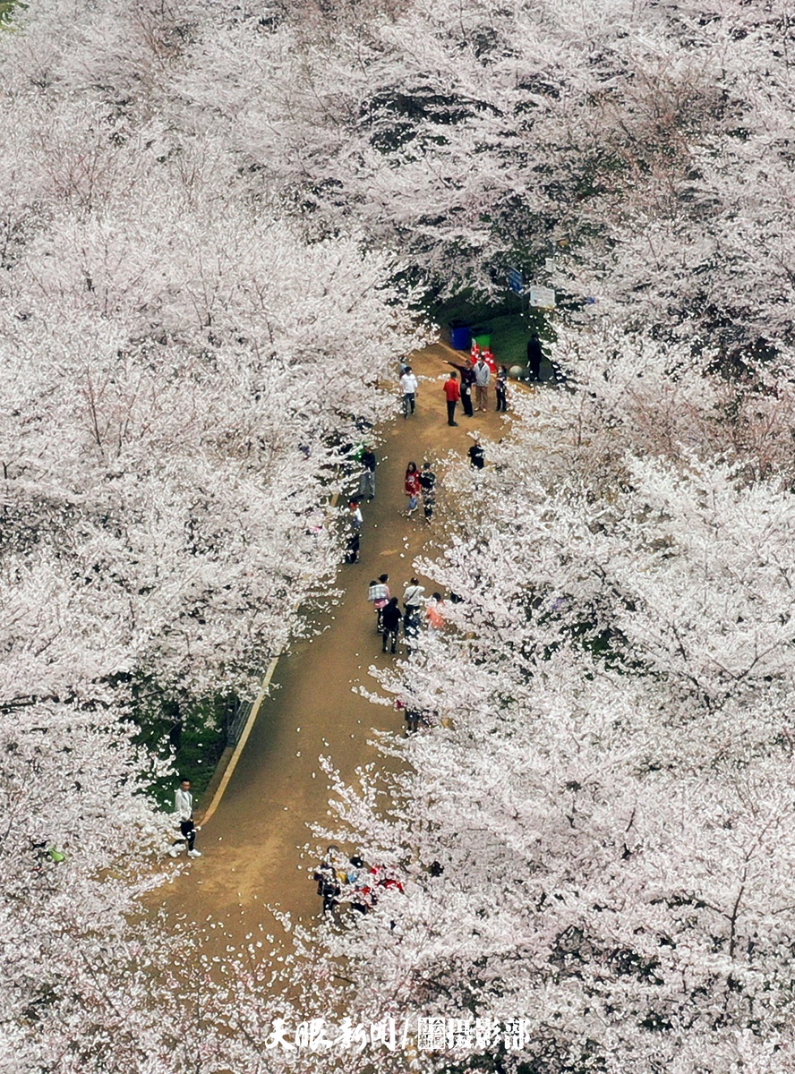 红枫湖畔樱花园 千朵万朵压枝低