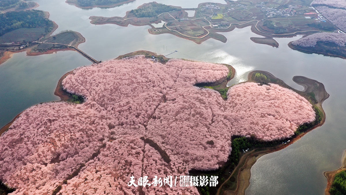 红枫湖畔樱花园 千朵万朵压枝低