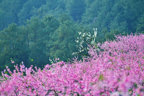 【原创】重庆忠县黄金镇数千亩桃花、李花渐次开放_fororder_图片4