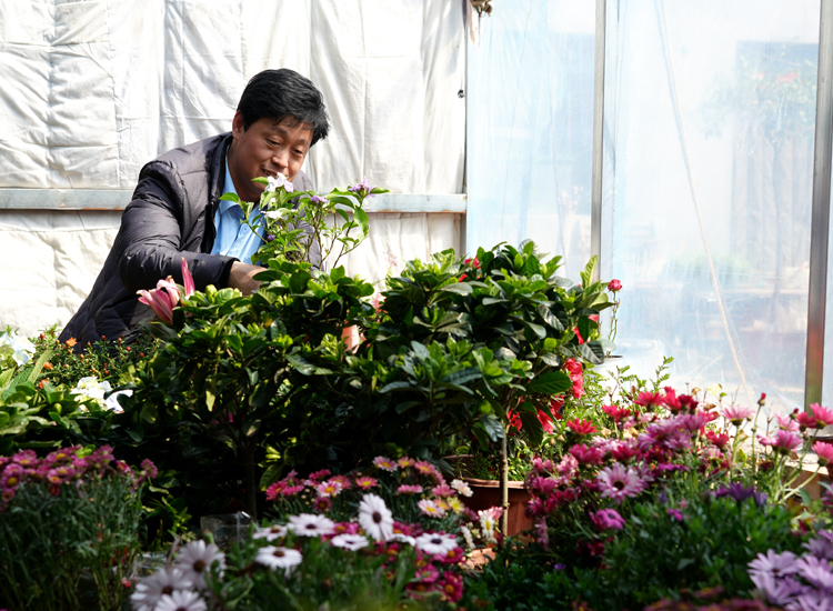 顾客在临城县临城镇北街村花卉种植基地选购鲜花.