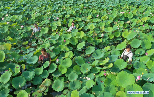 Anihan ng buto ng lotus sa Hebei, Tsina