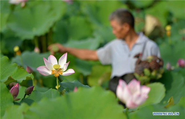 Anihan ng buto ng lotus sa Hebei, Tsina