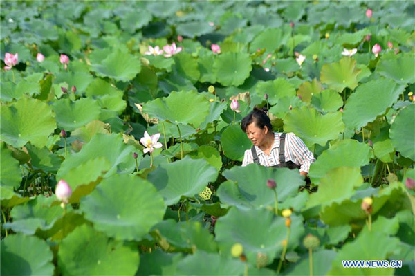 Anihan ng buto ng lotus sa Hebei, Tsina