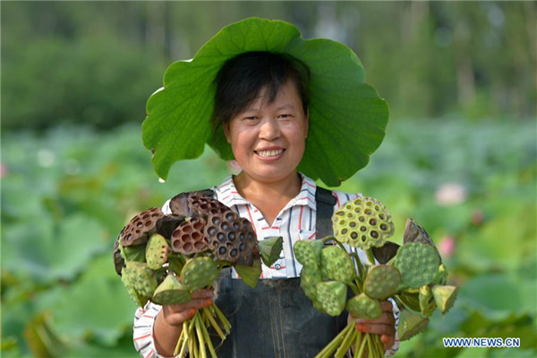 Anihan ng buto ng lotus sa Hebei, Tsina