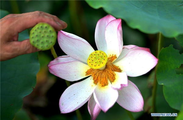 Anihan ng buto ng lotus sa Hebei, Tsina