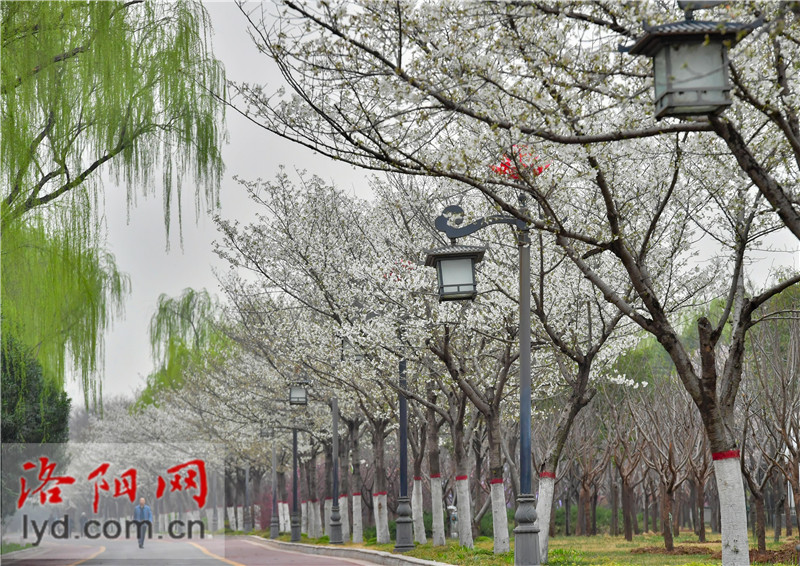 Spring Blossoms Decorate Luoyang City with Various Colors_fororder_圖片3