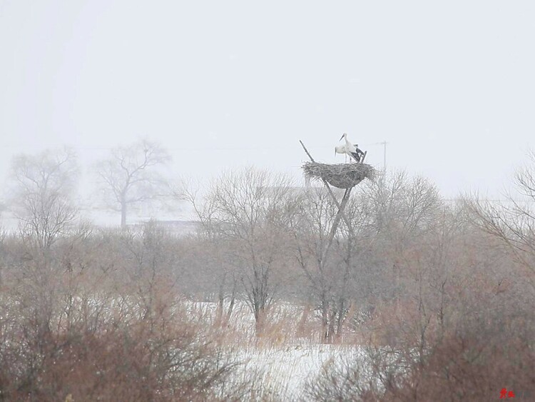 嘟嚕河，東方白鸛歸來早！_fororder_hljrb_2_20200905ab63cb-ee3e-4da3-8874-33f67099d5d5