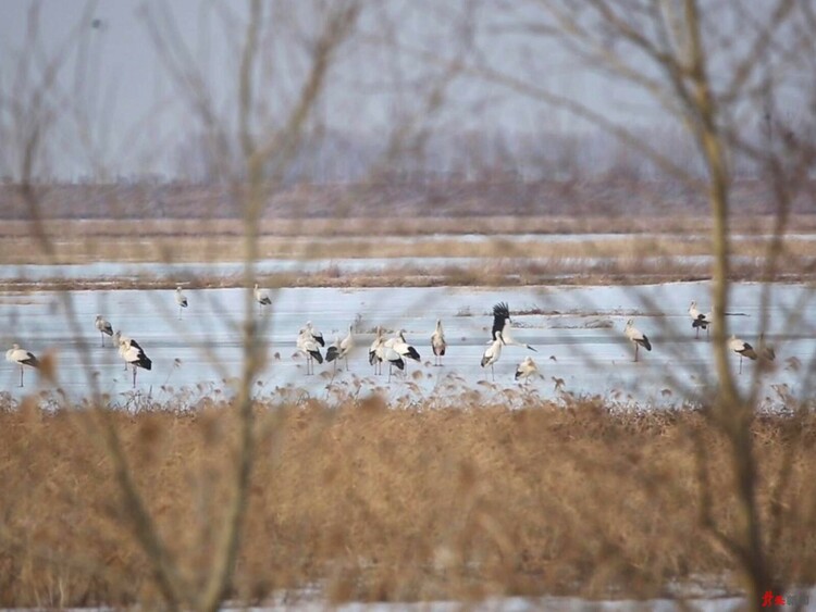 嘟嚕河，東方白鸛歸來早！_fororder_hljrb_2_202009da44c809-f0f2-491b-bd65-66a8c1574e41