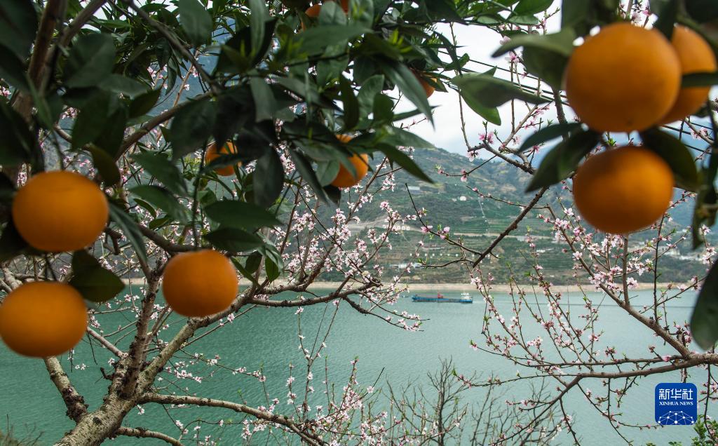 湖北秭歸：花艷橙香三峽美