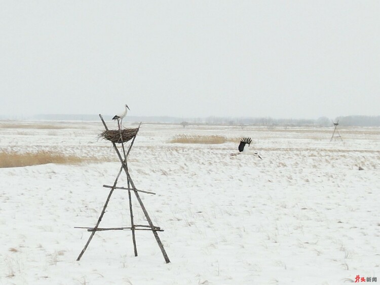 嘟嚕河，東方白鸛歸來早！_fororder_hljrb_2_2020097ce85efe-c41b-442a-9830-e73b37504f06