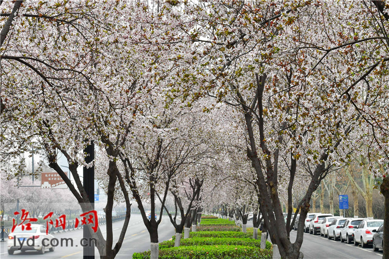 Spring Blossoms Decorate Luoyang City with Various Colors_fororder_圖片4