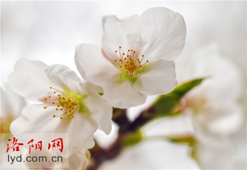 Spring Blossoms Decorate Luoyang City with Various Colors_fororder_图片12