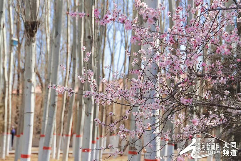 桃花始盛开！古城大同春意盎然