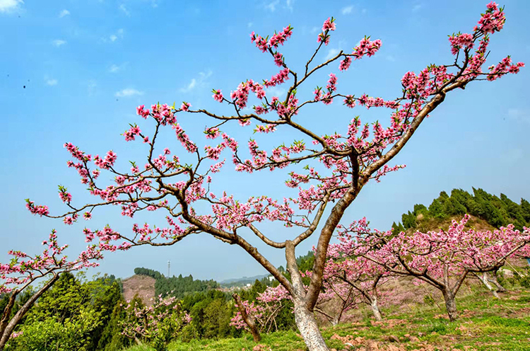 与春天撞个满怀打卡最美春景眉山仁寿桃花朵朵开游客纷纷来