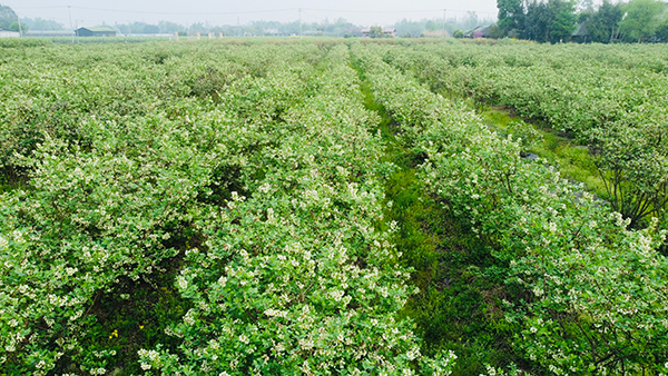 成都市新都区恒丰蓝莓庄7万余株蓝莓花盛开_fororder_成都市新都区恒丰蓝莓庄内的蓝莓花盛开-摄影-包瑞雪--(2)