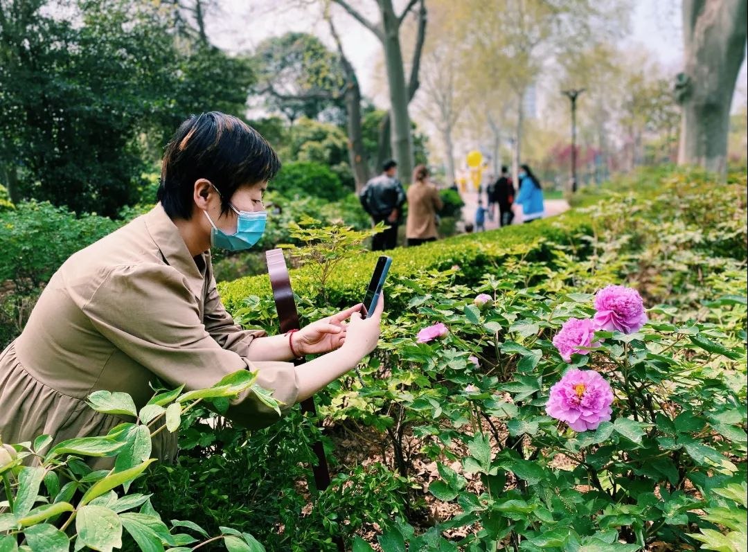 Luoyang Shines with Romance of Blooming Spring Blossoms！_fororder_图片3