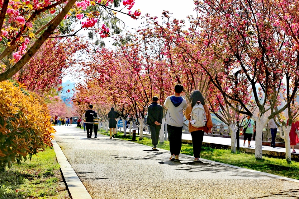 贵州六盘水水城河沿岸樱花盛开景色如画春光美