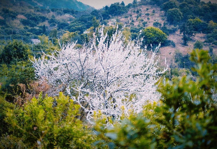 無錫濱湖：春到馬山 定格美妙時光