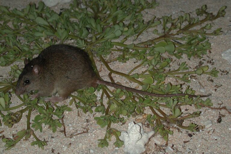 大堡礁裸尾鼠成首個因氣候變化滅絕的嚙齒類動物